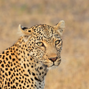 Why the leopard? Why the leopard?
