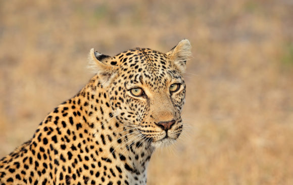 Why the leopard? Why the leopard?