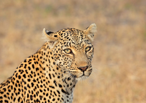 Why the leopard?
